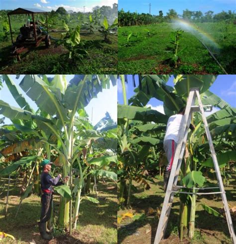 philbanana|Banana – Industry Strategic Science and Technology Plans .